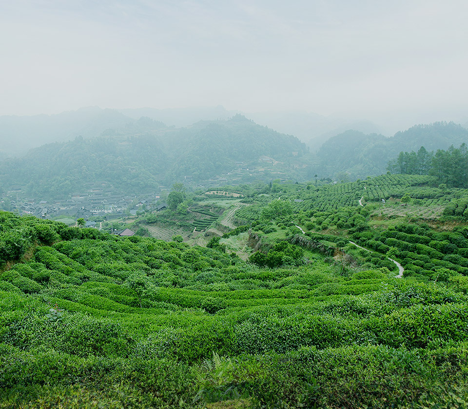 生態茶園