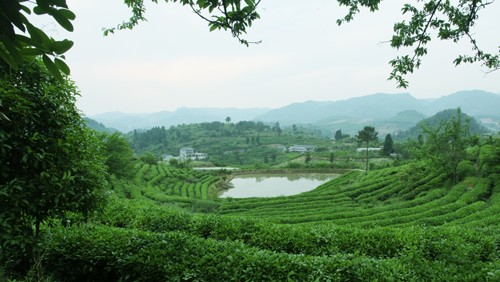 湘茶高科技產業園 職工食堂及超市承包經營服務招標公告